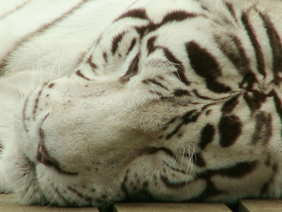 Белый тигр (the White Tiger)2021 фильм
