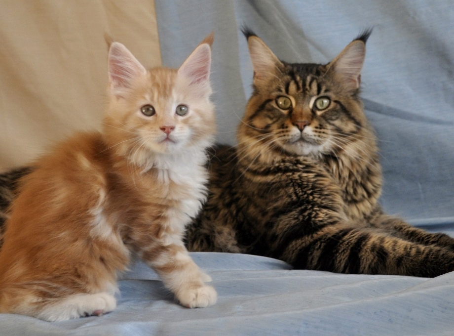 Кошка Мейн кун с котятами