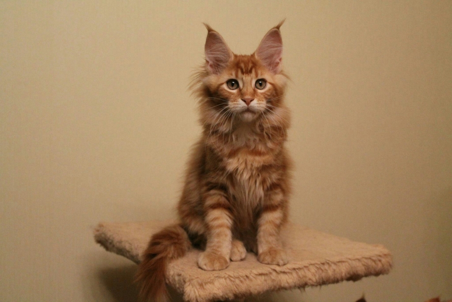 Мейнкун кот