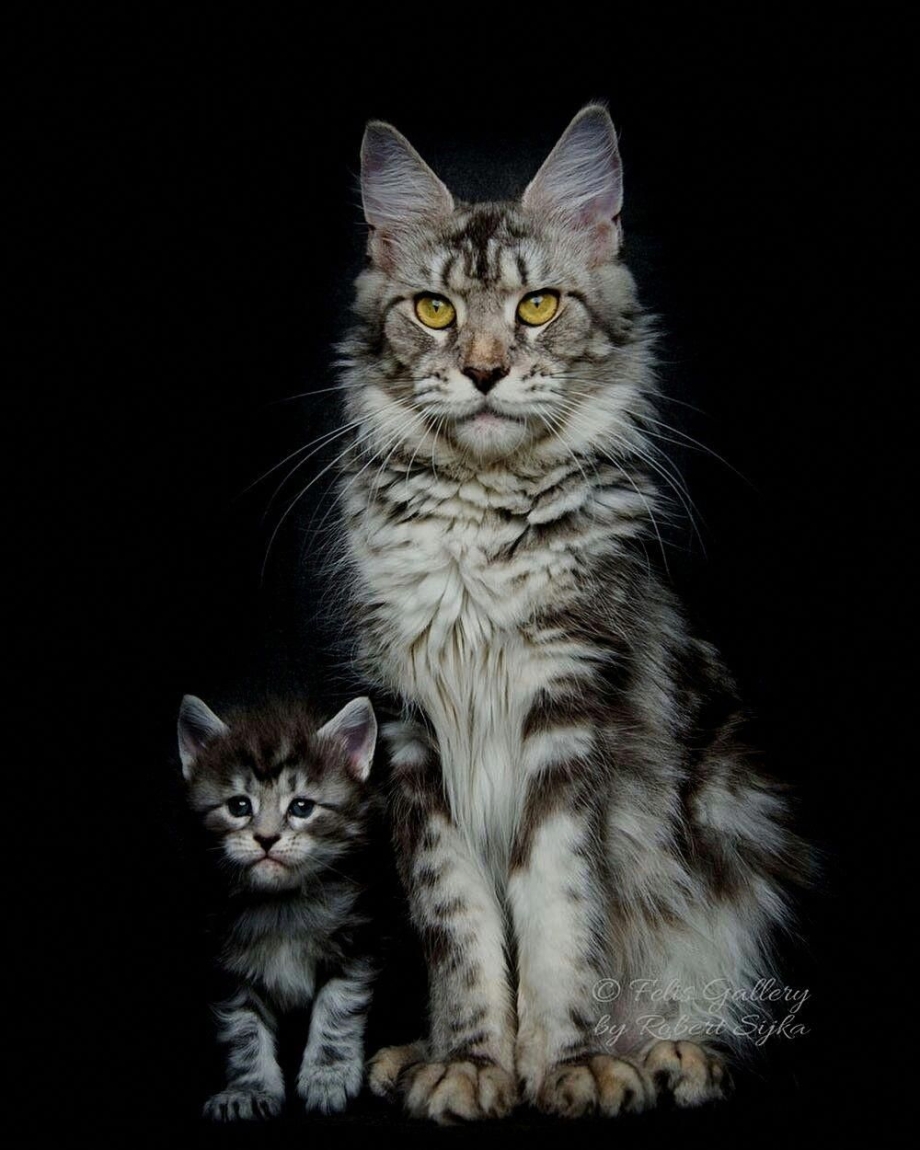 Котята Мейн кун