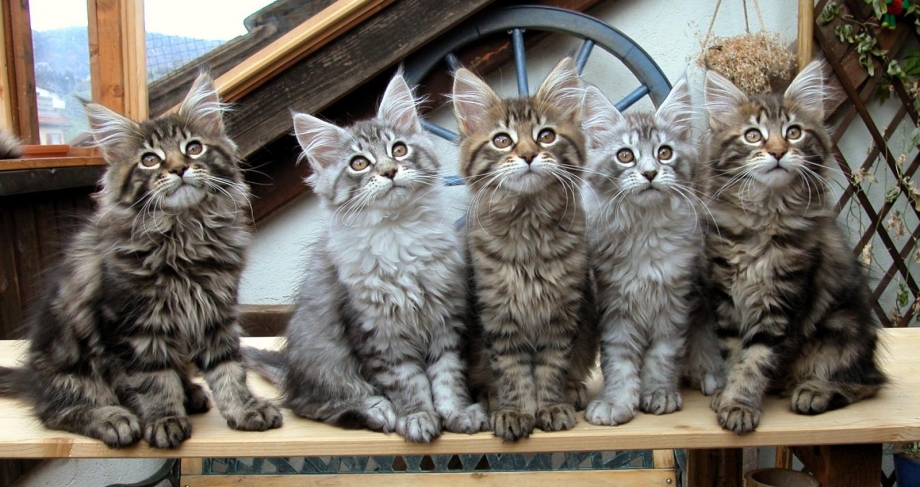 Котята породы Мейн кун