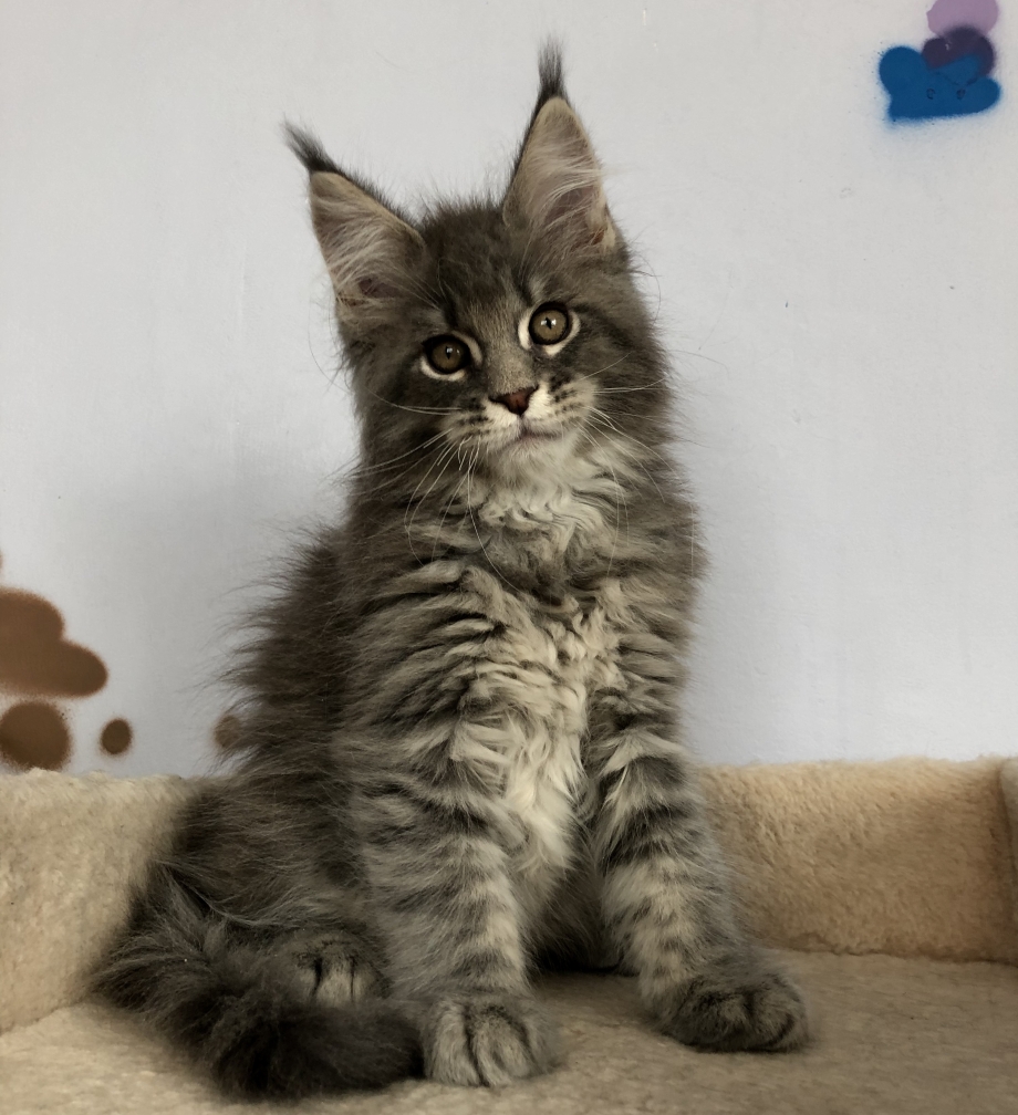 Май кун коты