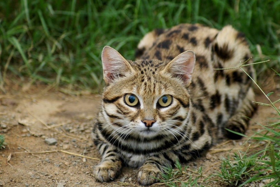 Черноногая кошка