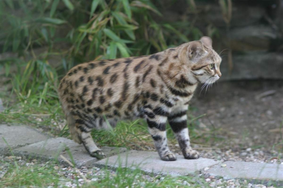 Черноногая кошка (Felis nigripes)