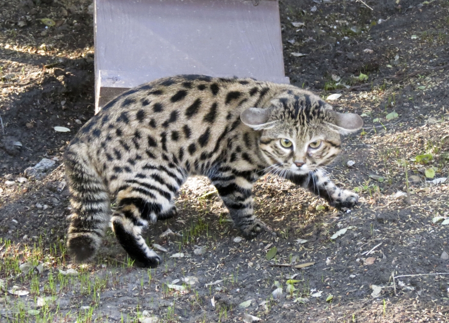Черноногая кошка хищник