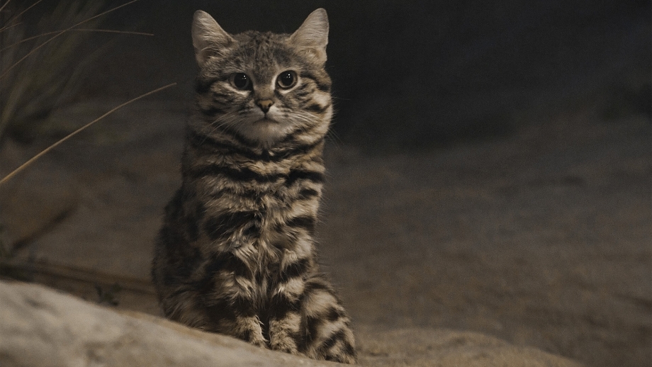 Африканский дикий кот черноногая кошка