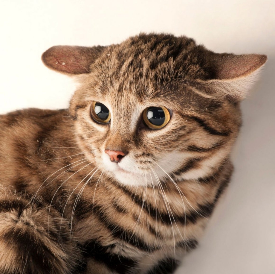 Черноногая кошка (Felis nigripes)