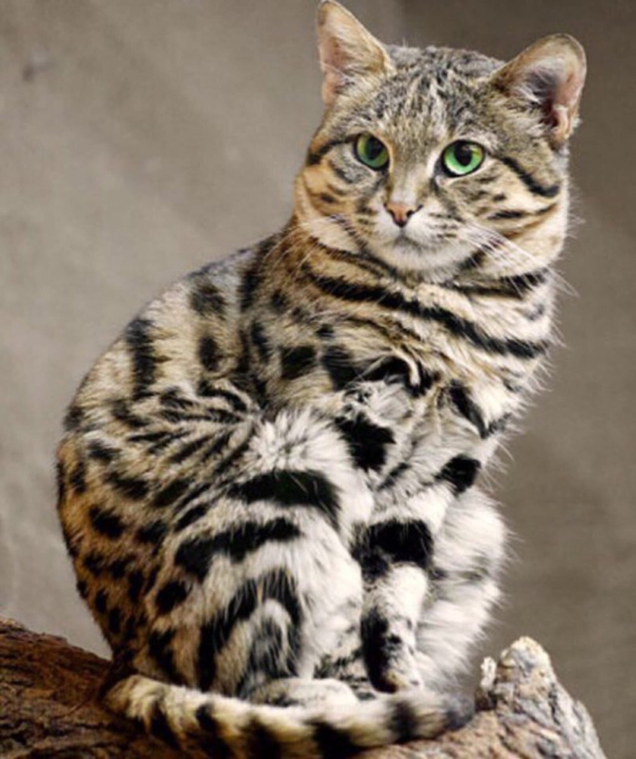 Черноногая кошка
