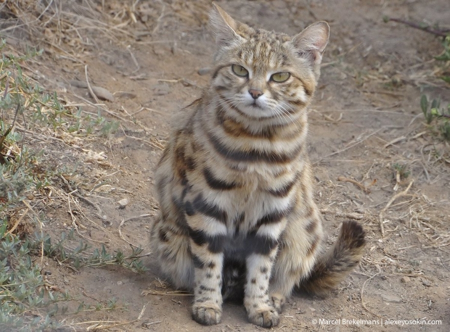Африканский черный кот