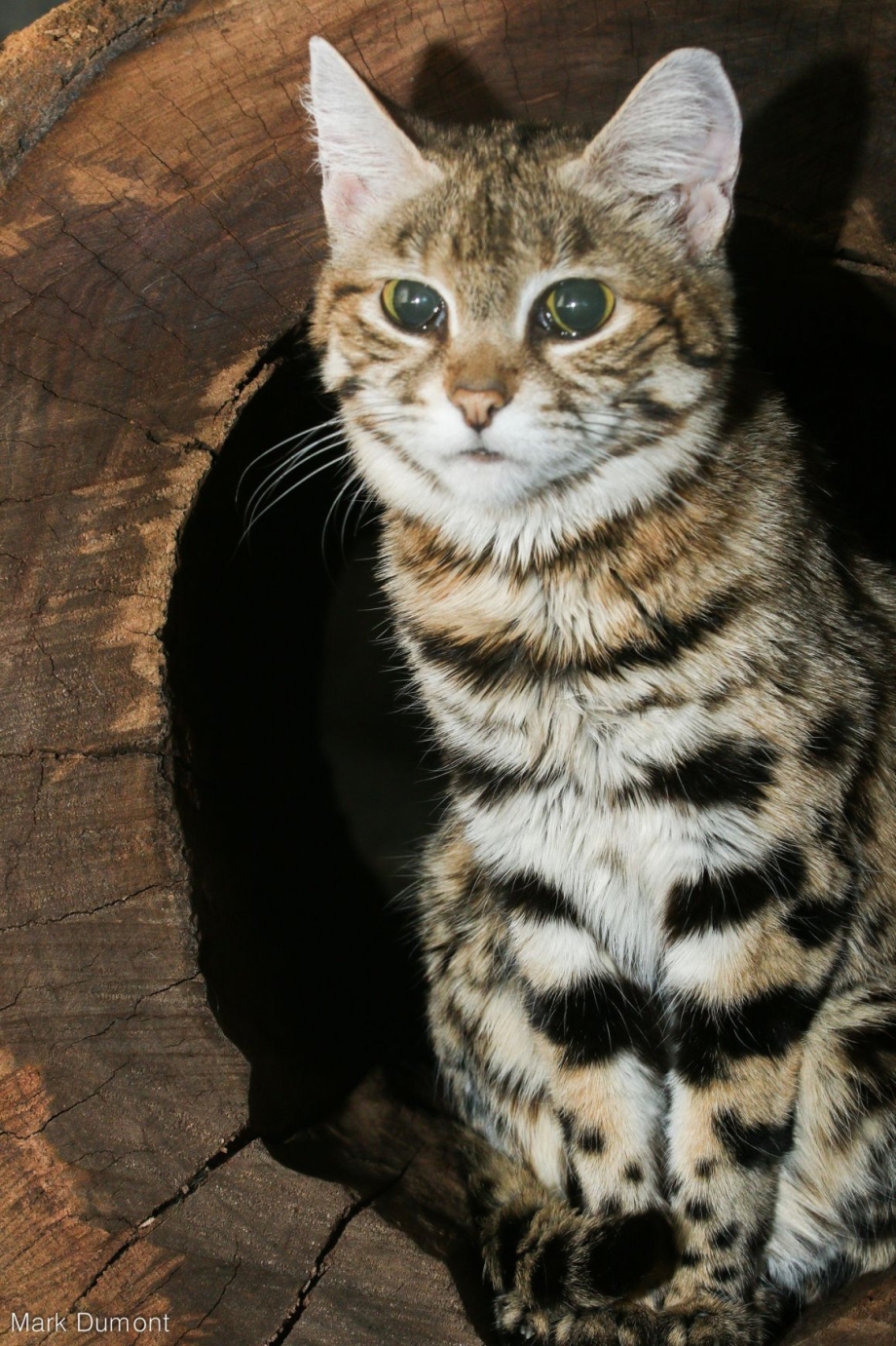Черноногая кошка