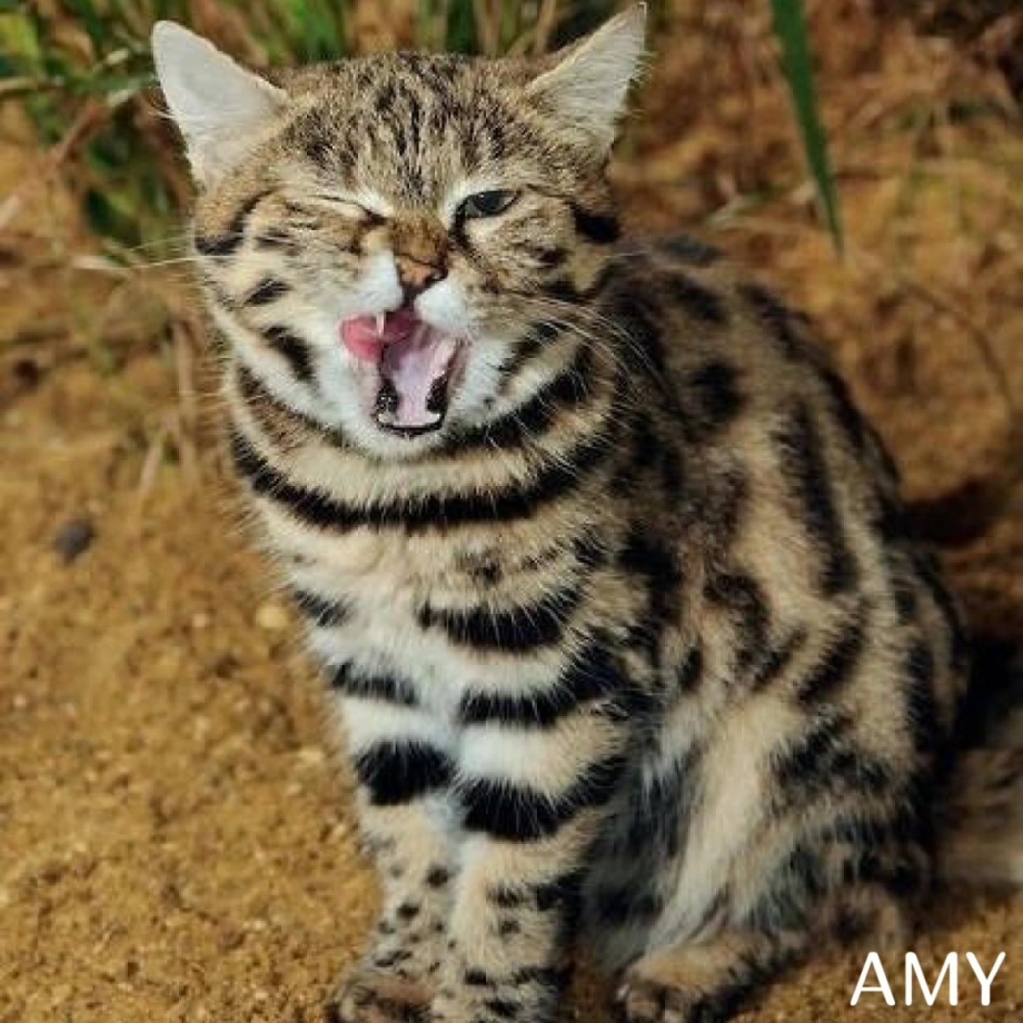 Felis nigripes