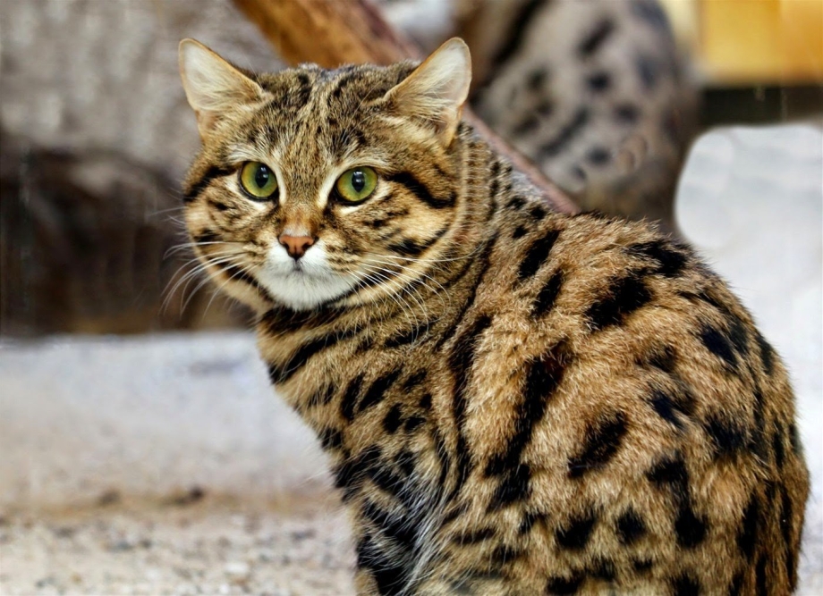 Порода черноногая кошка