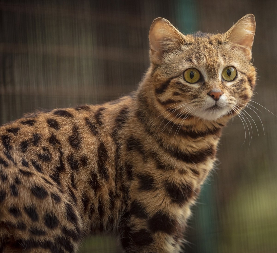 Черноногая кошка
