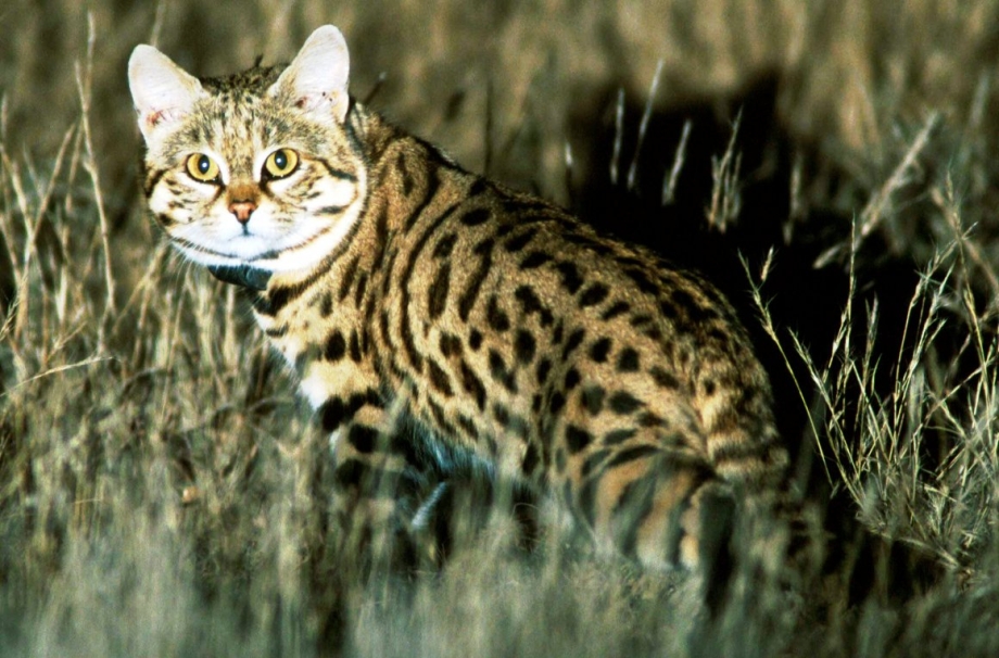 Африканская Дикая кошка черноногая кошка