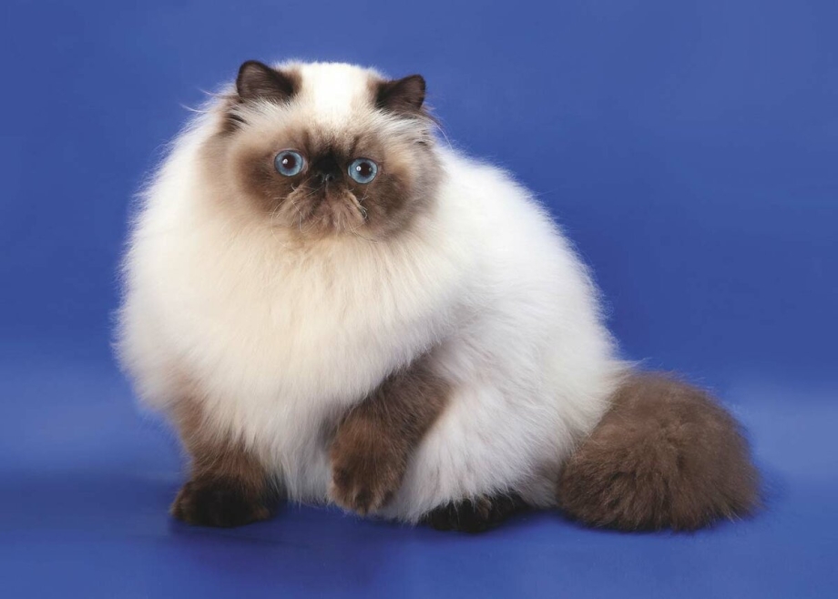 Гималайская кошка короткошерстная