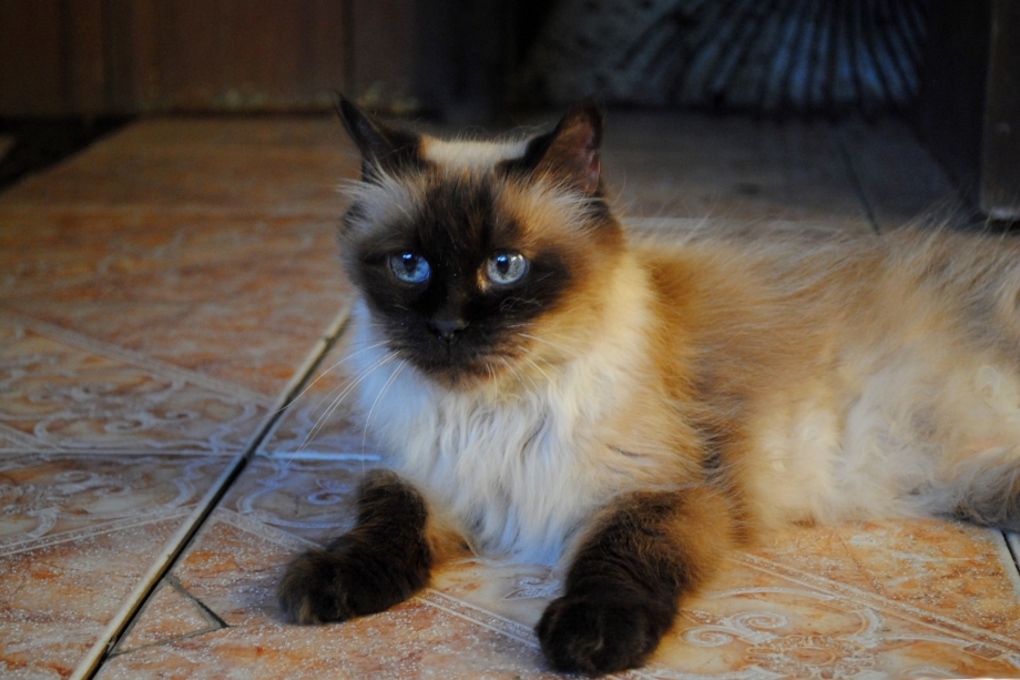 Гималайская кошка (Гималаи)