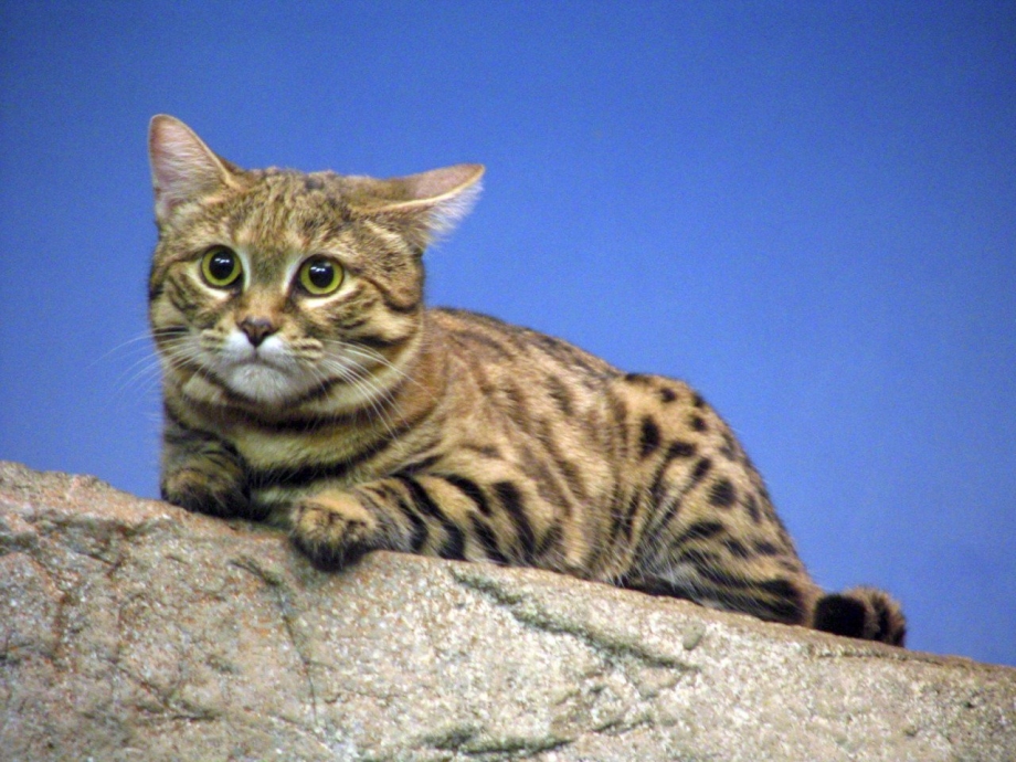 Чилийская кошка котята
