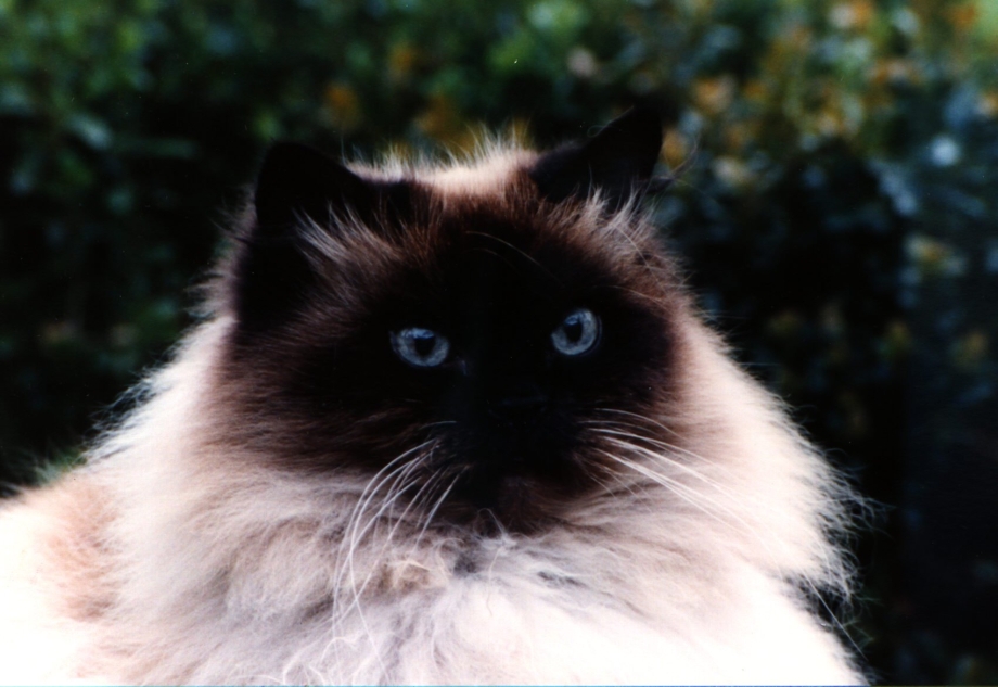 Гималайская кошка