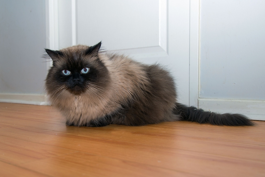 Гималайская Персидская кошка