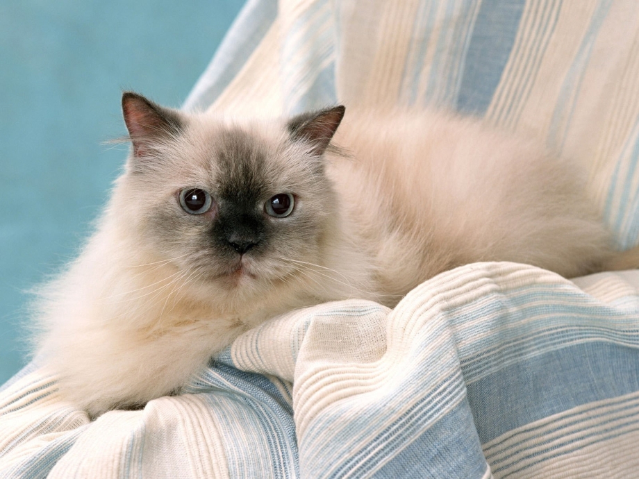 Гималайская кошка