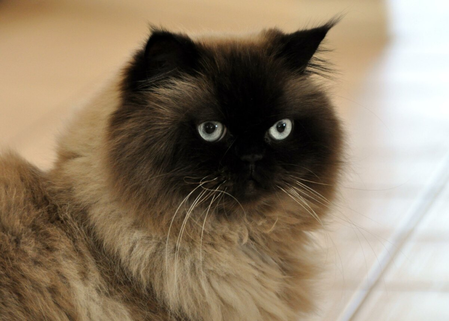 Гималайская кошка
