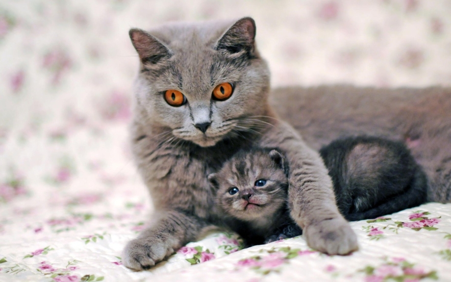 Красивые котики