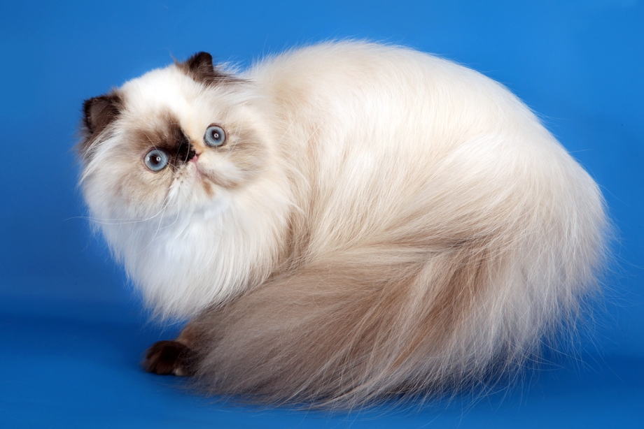 Породы кошек гималайская кошка