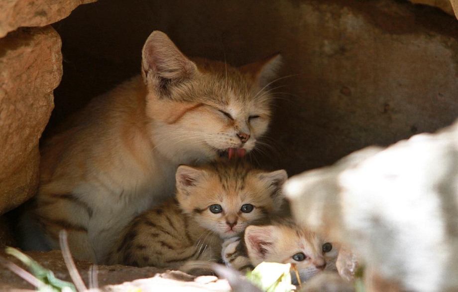 Черный котенок