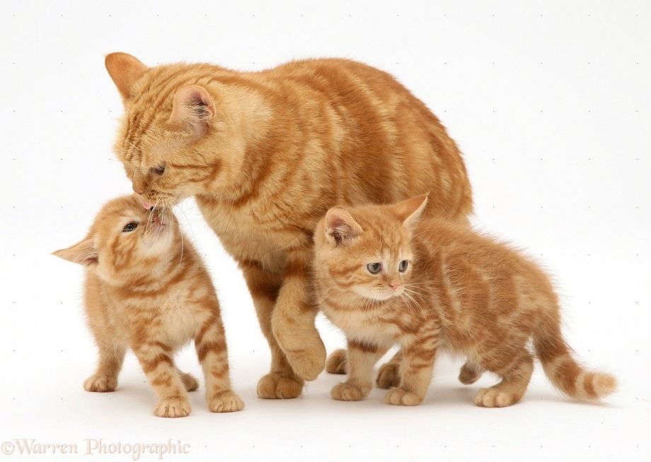 Кошка воспитывает котенка