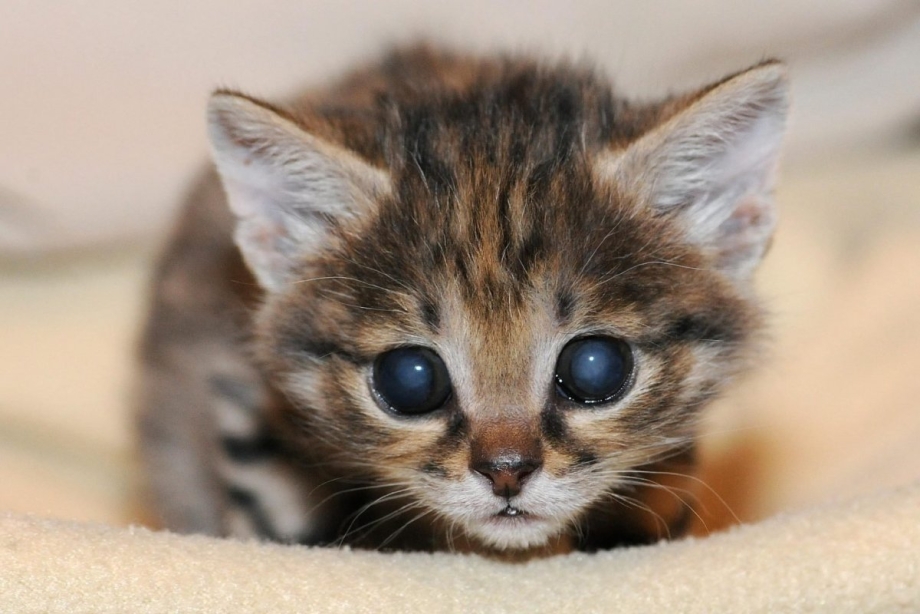 Барханная кошка котята