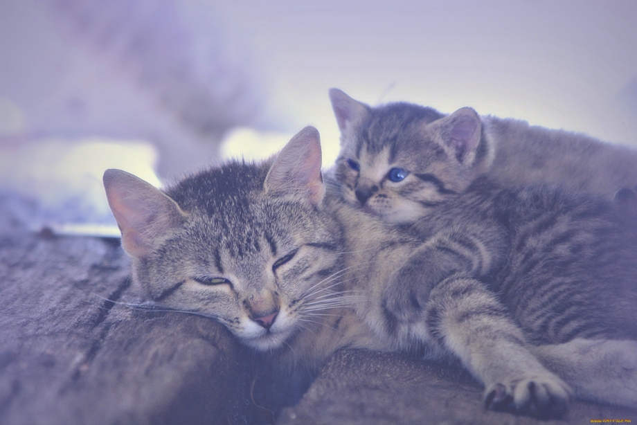 Кошки маленькие