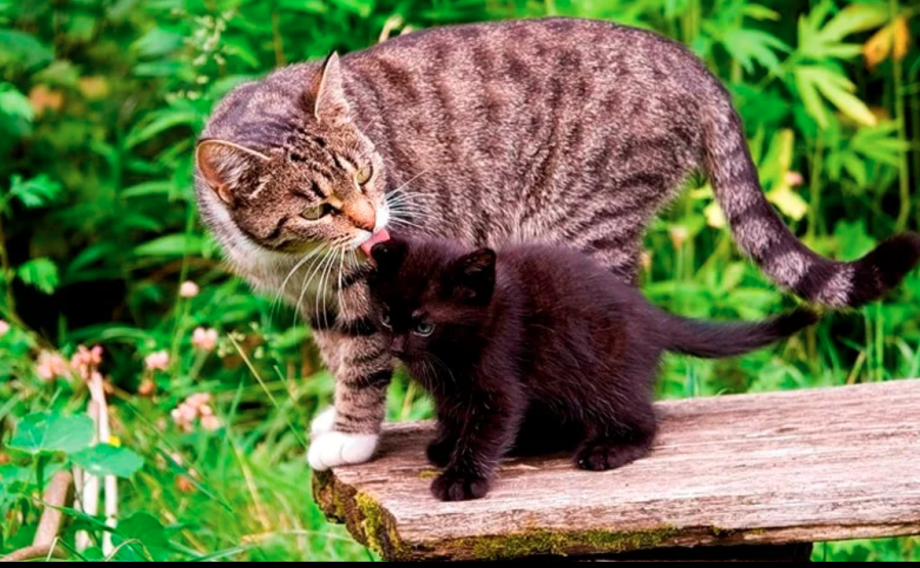 Мама кошка и котенок