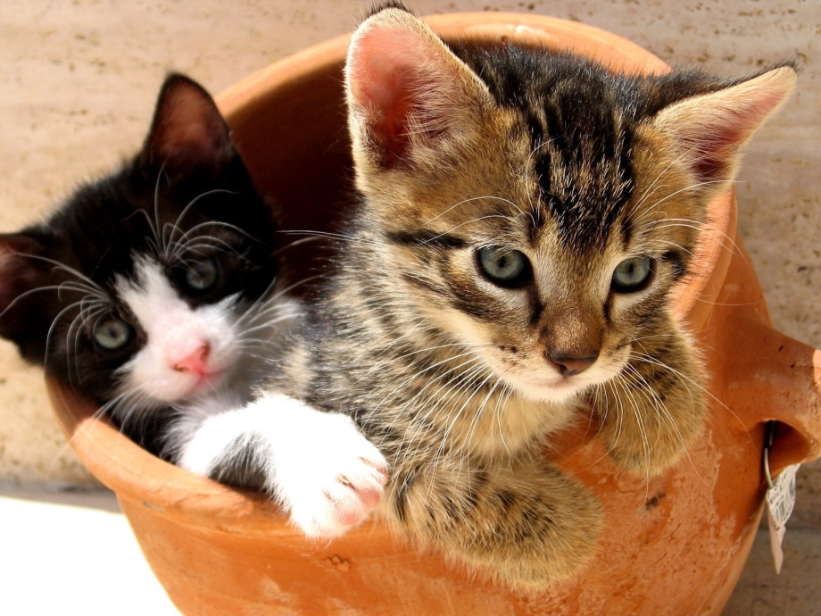 Кошка с котятами