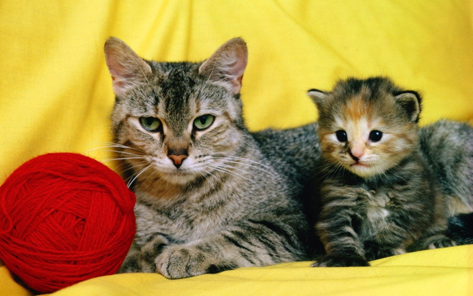 Кошечки и котята