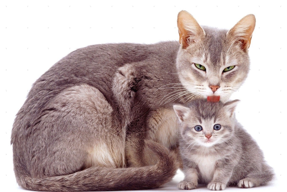 Котенок крошка