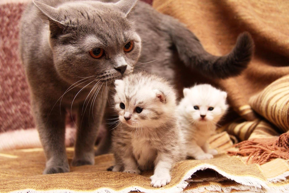 Котенок крошка