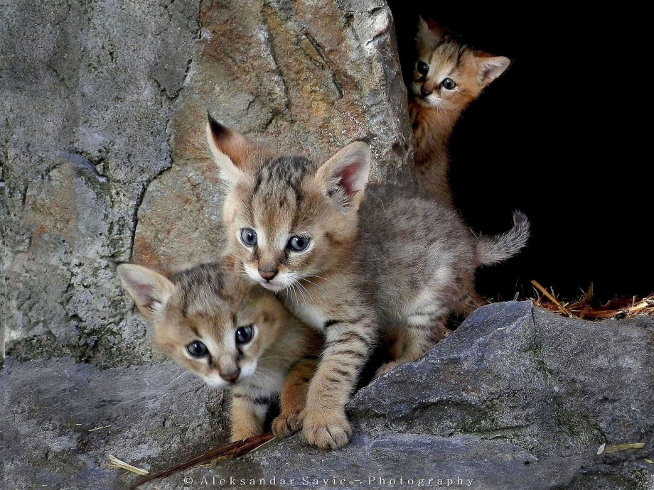 Кавказский камышовый кот