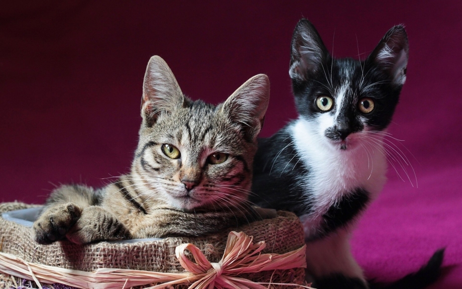 Маленький котенок