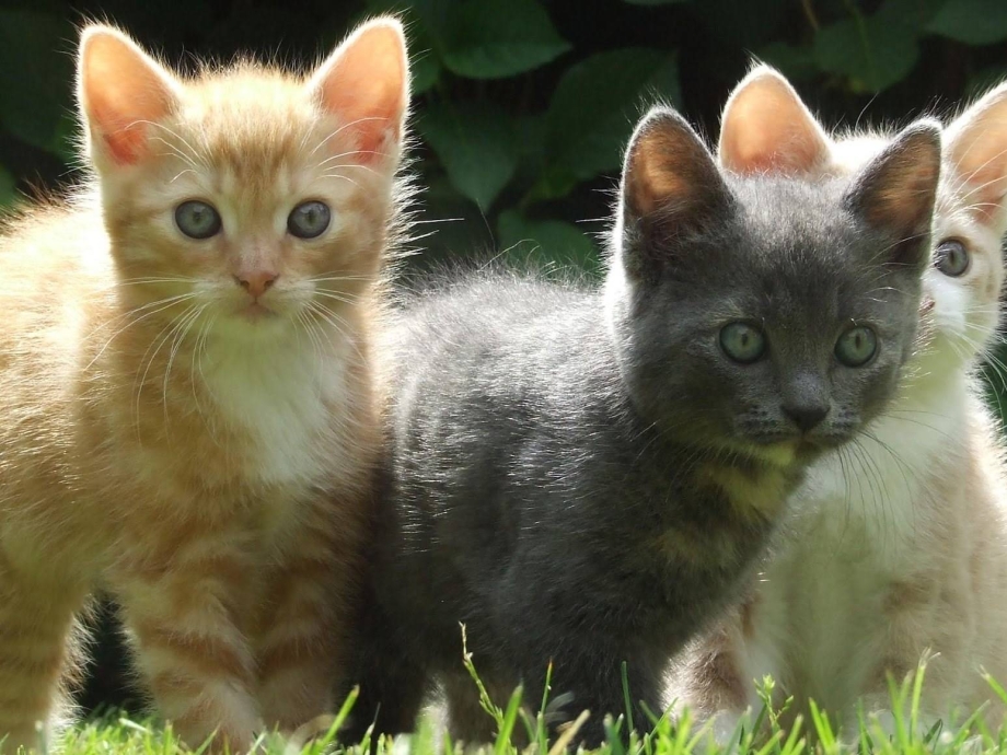 Кошка с котятами