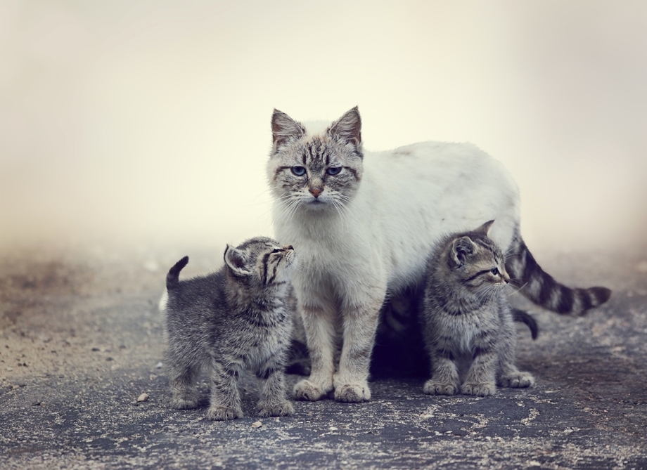 Кошка с котятами
