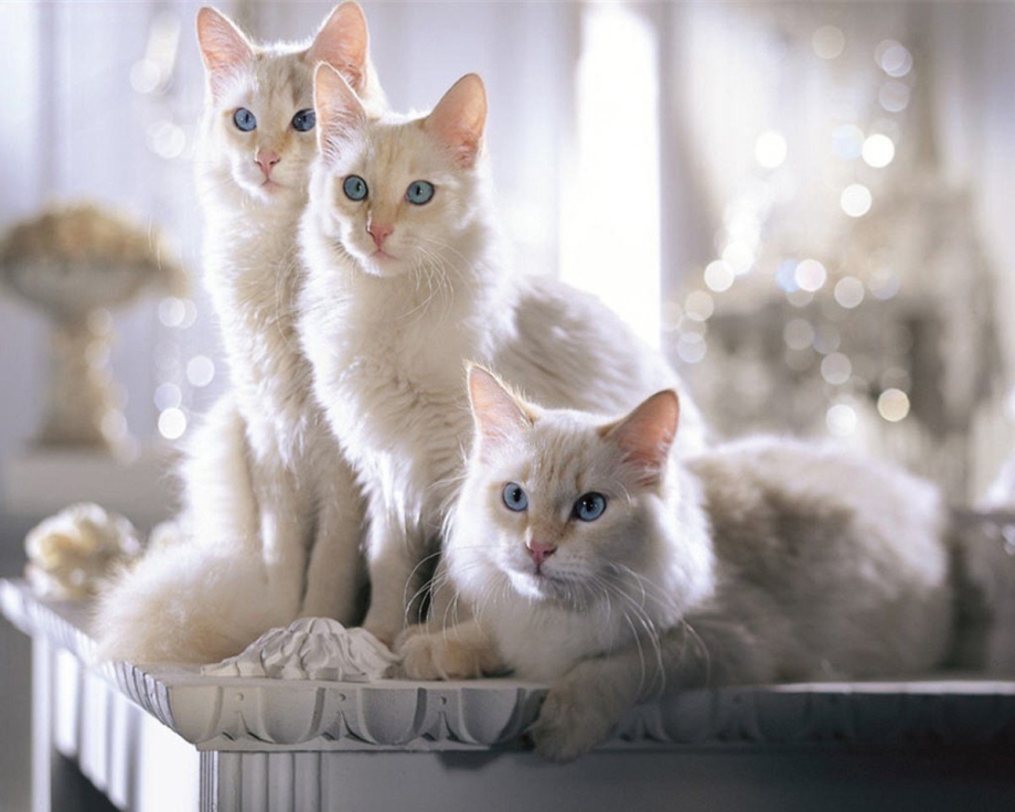 Кошка с новорожденными котятами