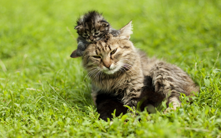 Котенки Дикие