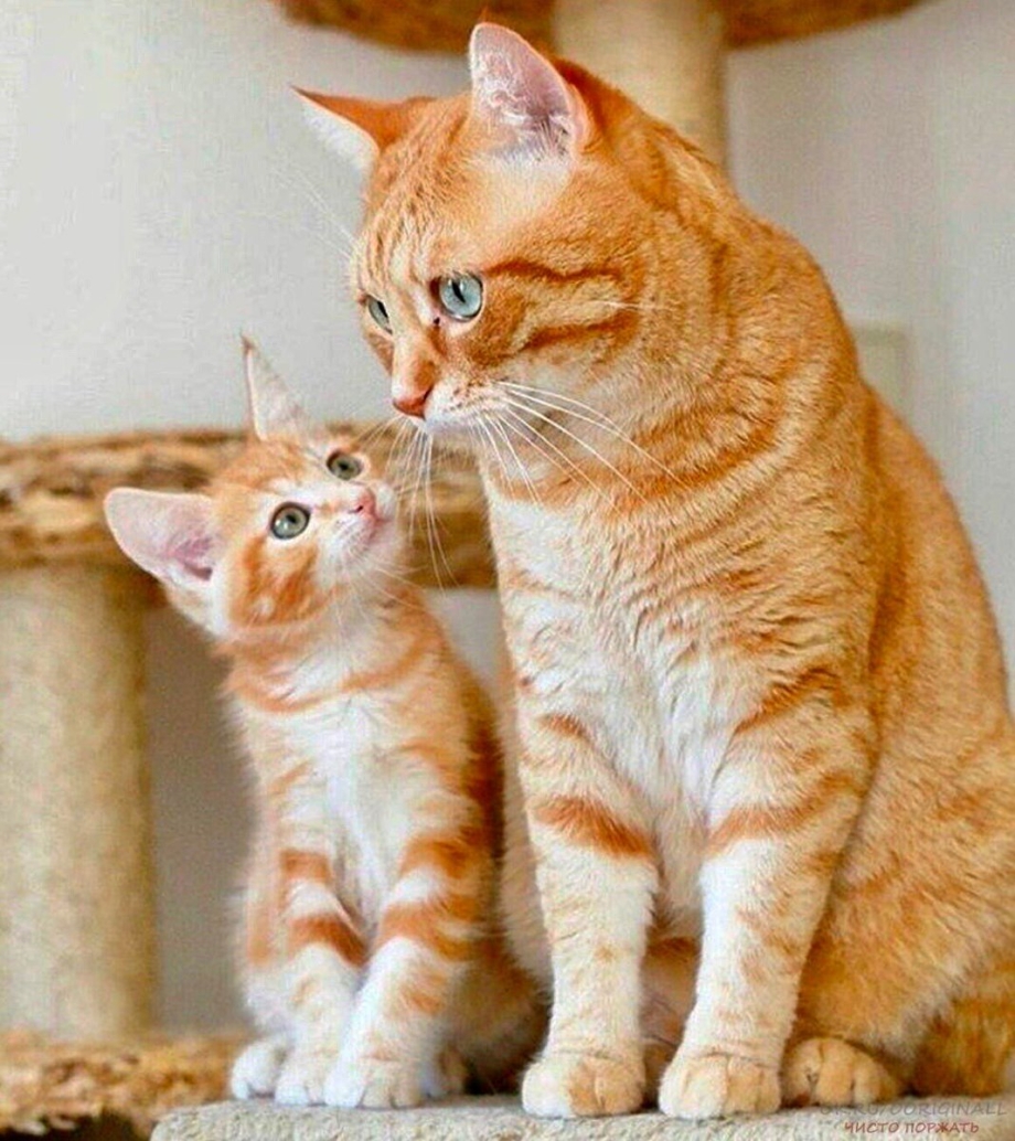 Рыжая кошка с котятами