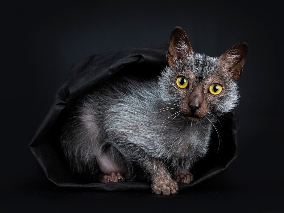 New Cat Breed That Act Like Dogs - Werewolf Cats - Catman Werewolf cat, Cat bree