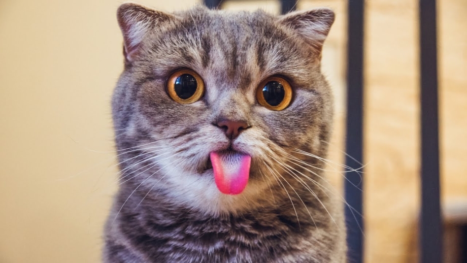 Мимишные котики