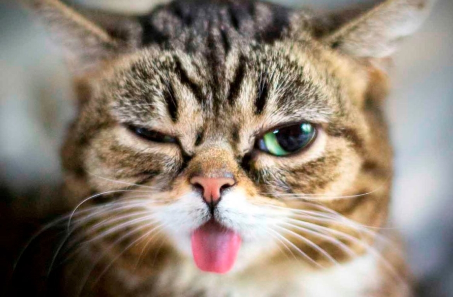 Котик подмигивает