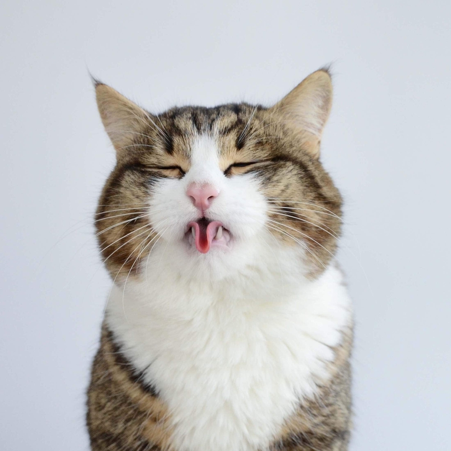 Вредный кот
