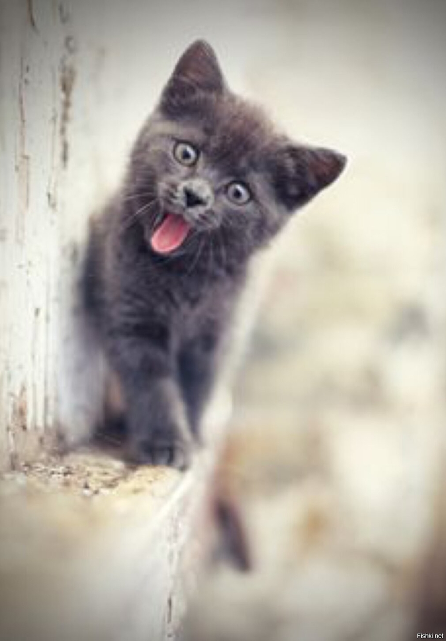 Котенок с язычком