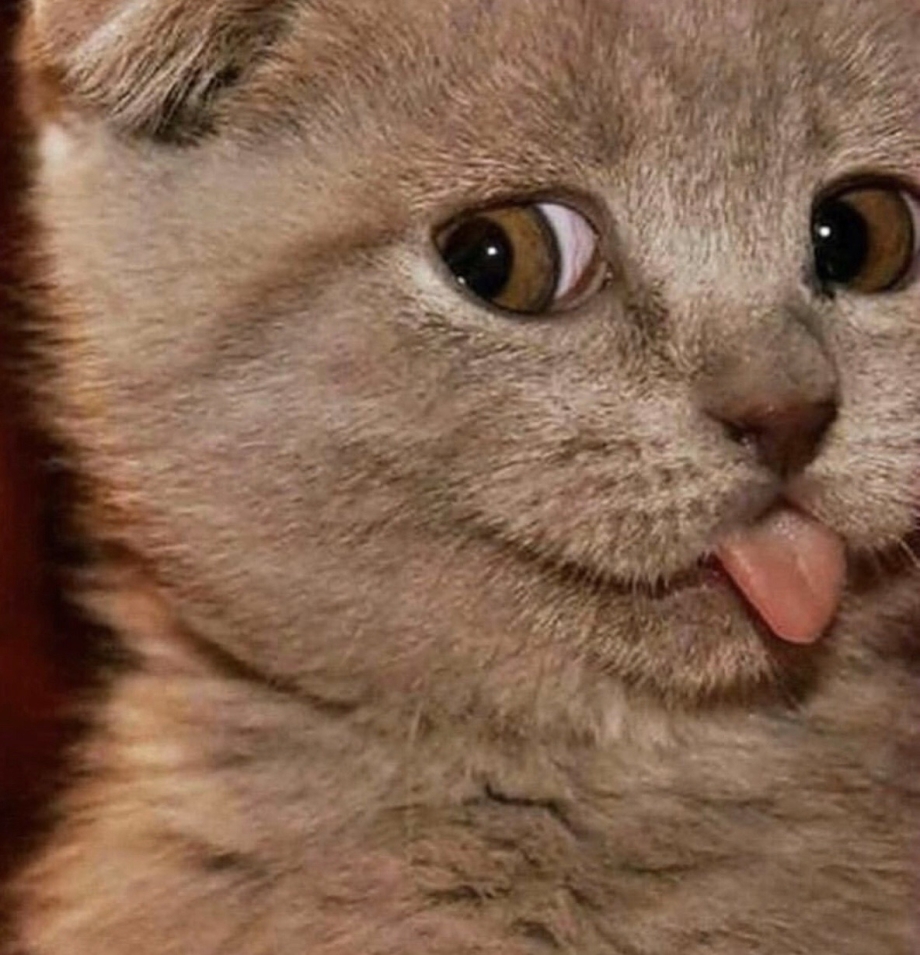 Со смыслом Мем кот