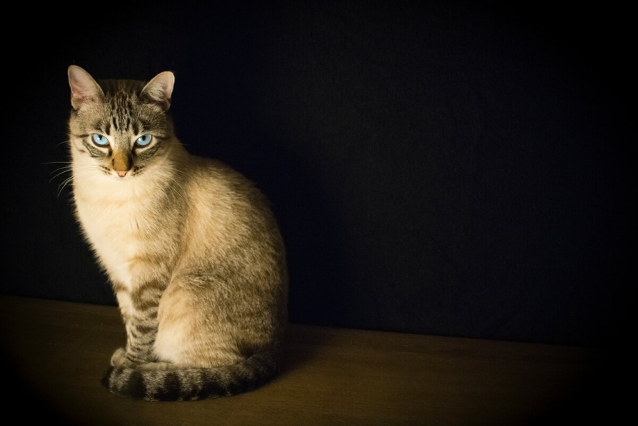 Сидячая кошка